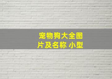 宠物狗大全图片及名称 小型